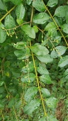 Ligustrum sinense