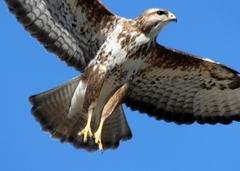Buteo trizonatus