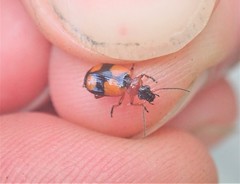 Lebia cruxminor