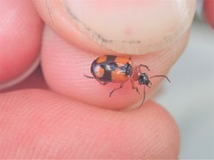 Lebia cruxminor
