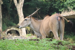 Tragelaphus