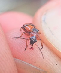 Lebia cruxminor