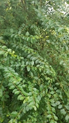 Ligustrum sinense