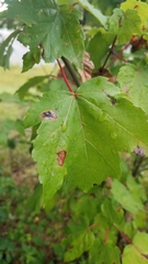 Acer rubrum
