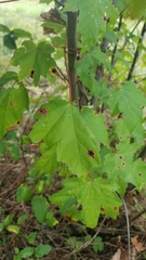 Acer rubrum