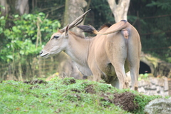 Tragelaphus