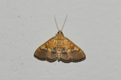 Nosophora semitritalis