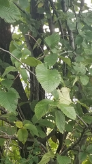 Ulmus americana