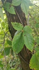 Ulmus americana