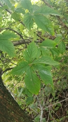 Ulmus americana