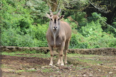 Tragelaphus