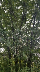 Ulmus americana