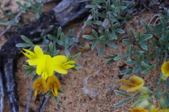 Calobota lotononoides