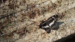 Limenitis helmanni