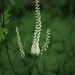 Black Cohosh - Photo (c) dogtooth77, some rights reserved (CC BY-NC-SA)