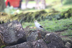 Acridotheres melanopterus