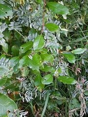 Salix phylicifolia