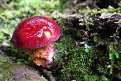 Exsudoporus
