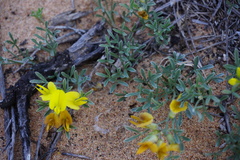 Calobota lotononoides