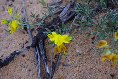 Calobota lotononoides