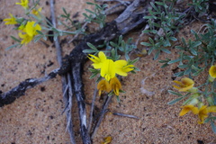 Calobota lotononoides