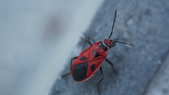 Pyrrhopeplus carduelis