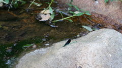 Matrona basilaris