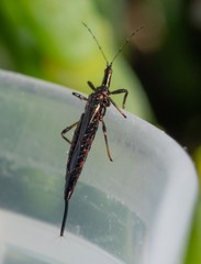 Idolothrips spectrum