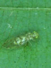 Homilopsocidea