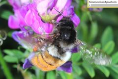 Bombus pyrosoma