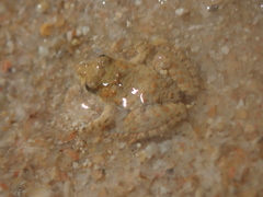 Pseudopaludicola canga