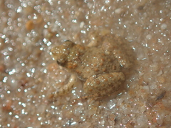 Pseudopaludicola canga