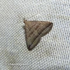 Lysimelia neleusalis