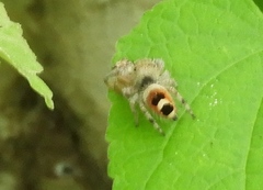 Phidippus pacosauritus