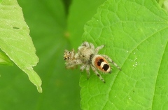 Phidippus pacosauritus