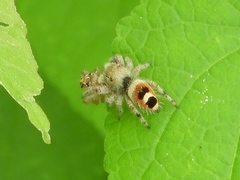 Phidippus pacosauritus