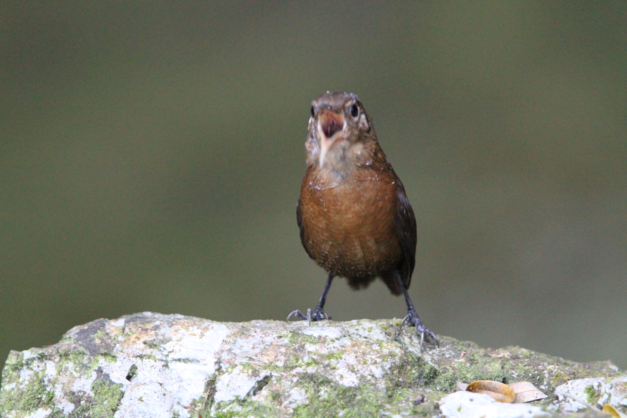 Sumichrast's Wren (Hylorchilus sumichrasti), photo 3
