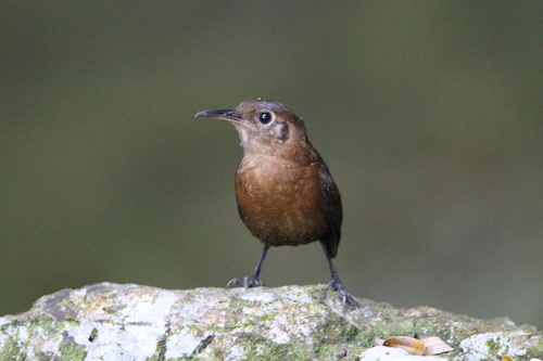 Sumichrast's Wren (Hylorchilus sumichrasti), photo 7