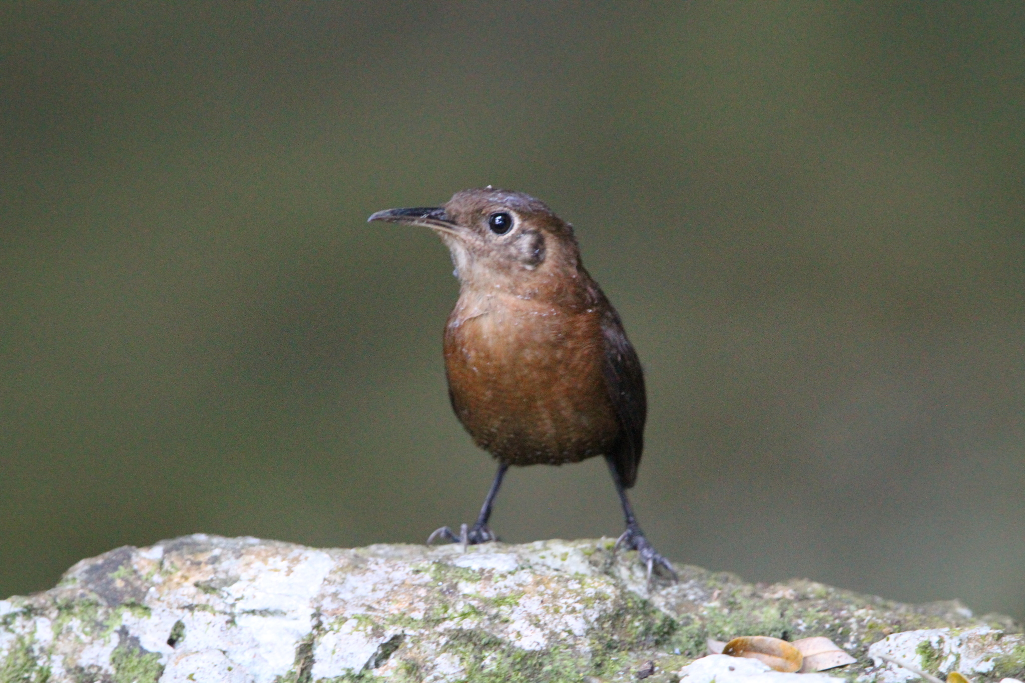Sumichrast's Wren (Hylorchilus sumichrasti), photo 5