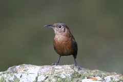Hylorchilus sumichrasti