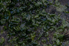 Prasiola meridionalis