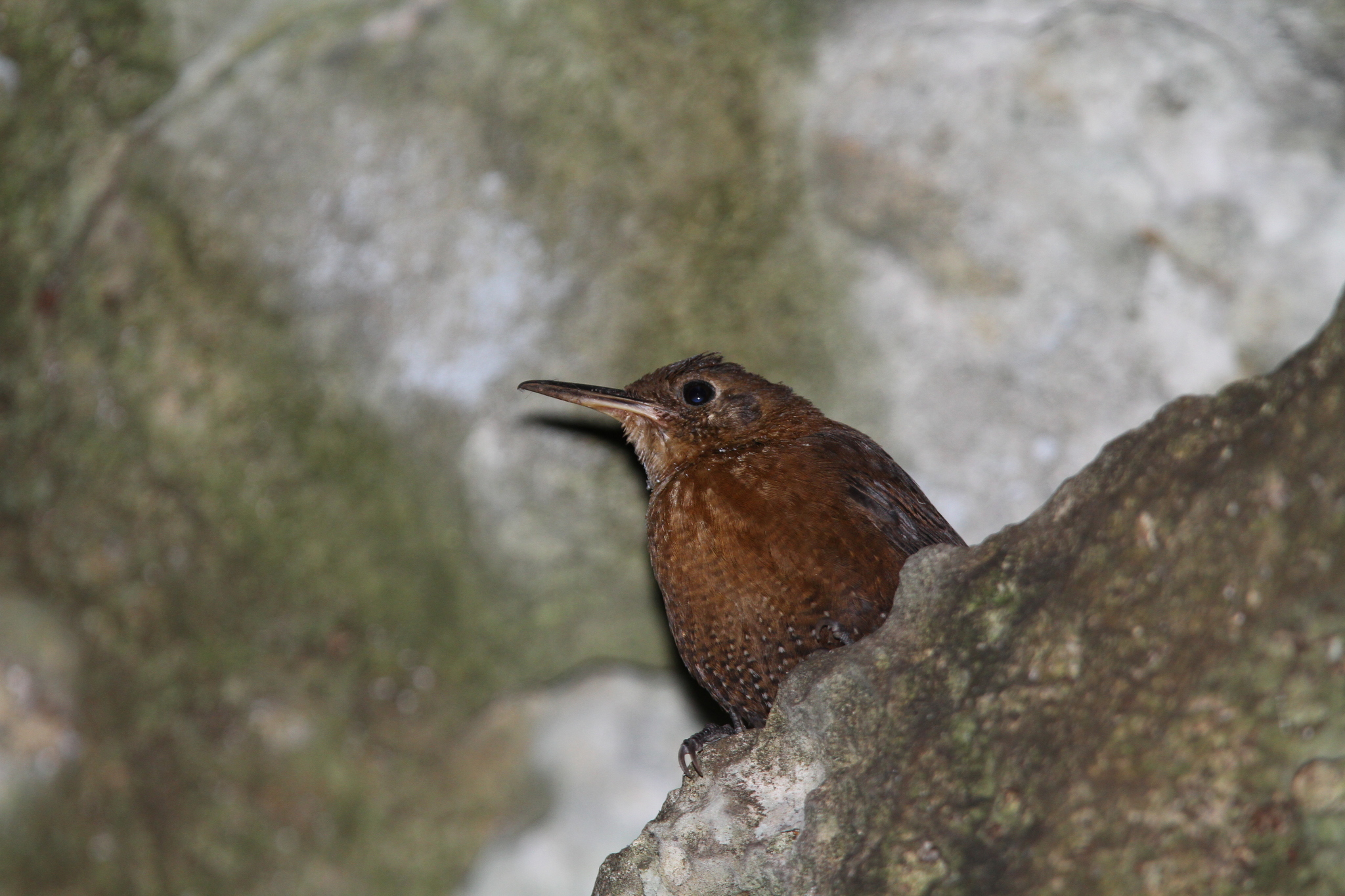 Sumichrast's Wren (Hylorchilus sumichrasti), photo 6
