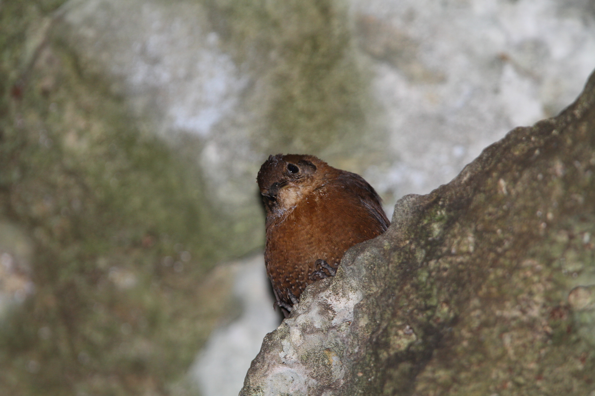 Sumichrast's Wren (Hylorchilus sumichrasti), photo 7
