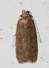 Glyphidocera juniperella