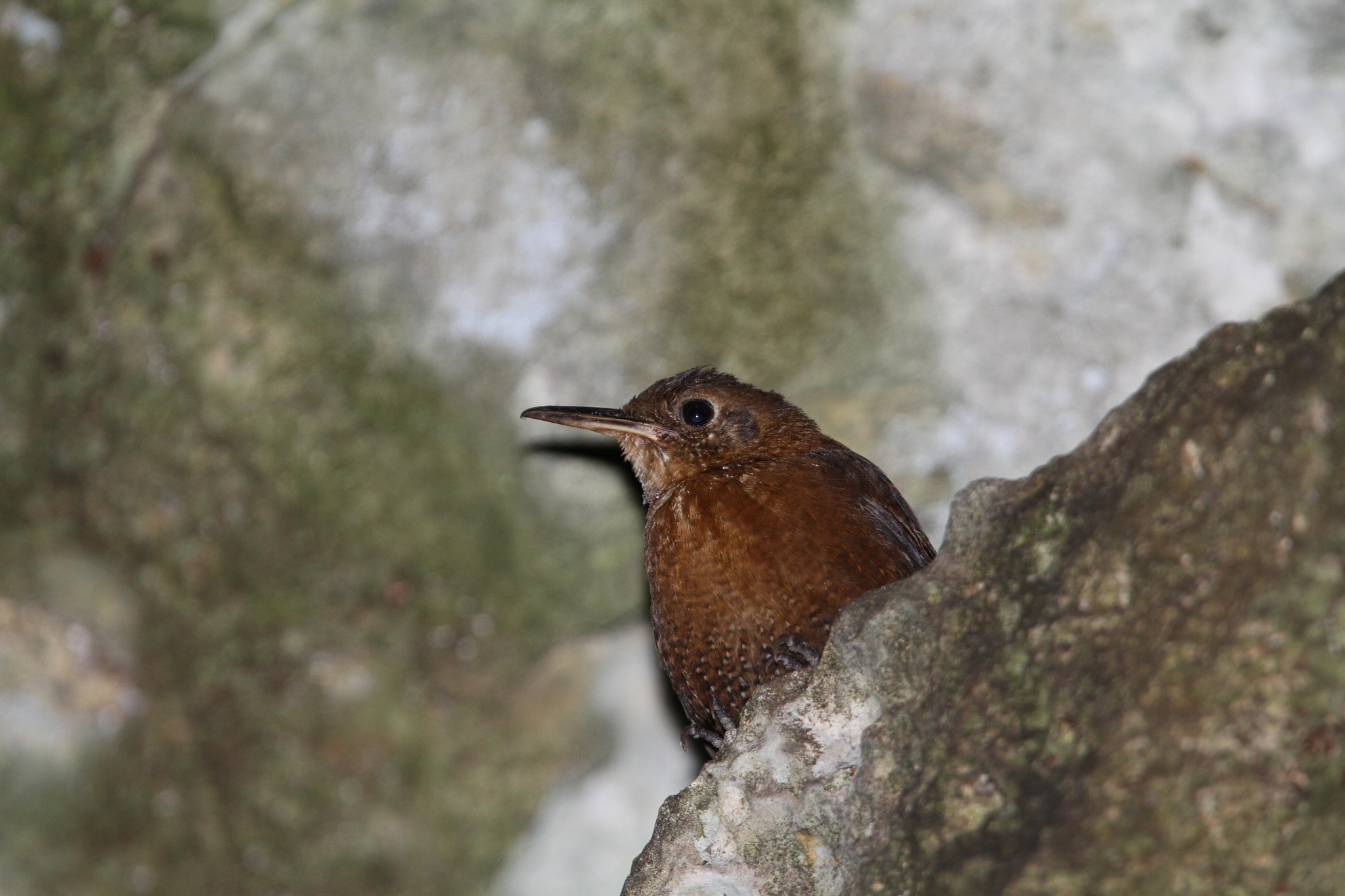 Sumichrast's Wren (Hylorchilus sumichrasti), photo 8
