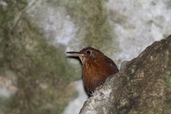 Hylorchilus sumichrasti