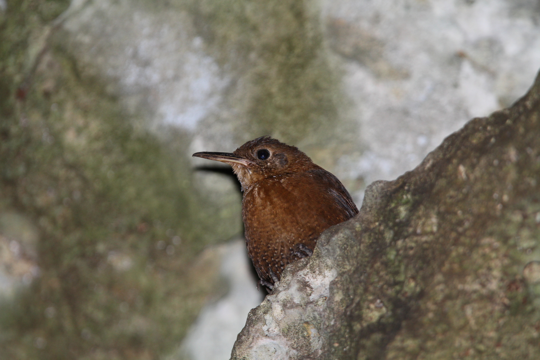 Sumichrast's Wren (Hylorchilus sumichrasti), photo 9
