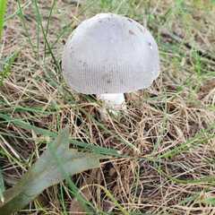 Fungi