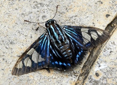 Phocides belus