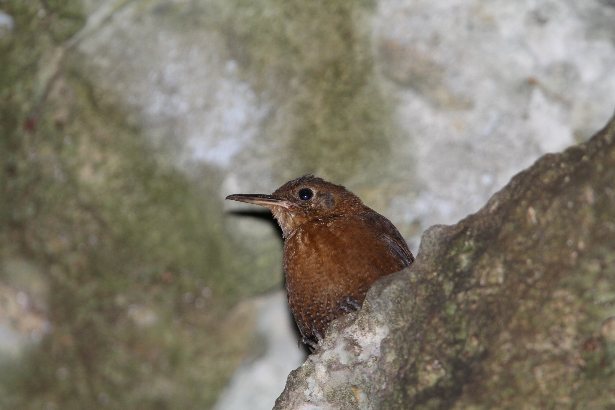 Sumichrast's Wren (Hylorchilus sumichrasti), photo 10